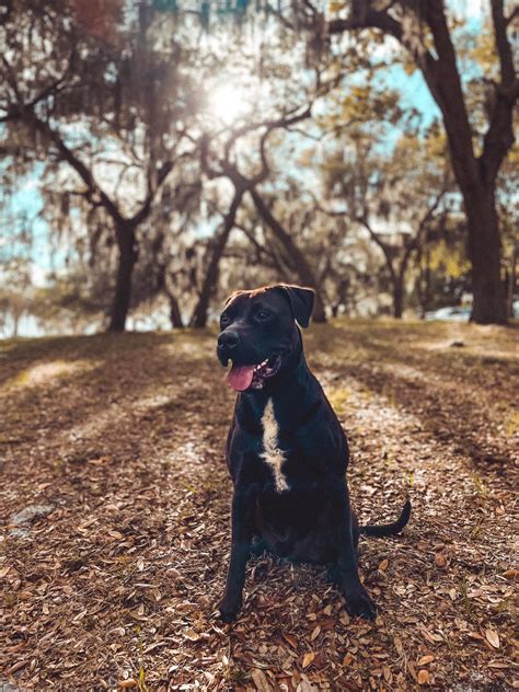 Dog for Adoption - Tony, a American Pit Bull Terrier in Fussels Corner, FL | Alpha Paw