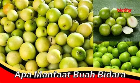 Temukan Khasiat Buah Bidara Yang Jarang Diketahui Biotifor