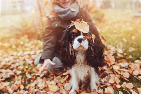 Cuantas Veces Se Debe Pasear A Un Perro Al Dia