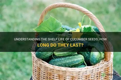 Understanding The Shelf Life Of Cucumber Seeds How Long Do They Last Shuncy