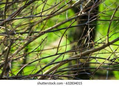 Naked Tree Branches Buds Spring Time Stock Photo Shutterstock