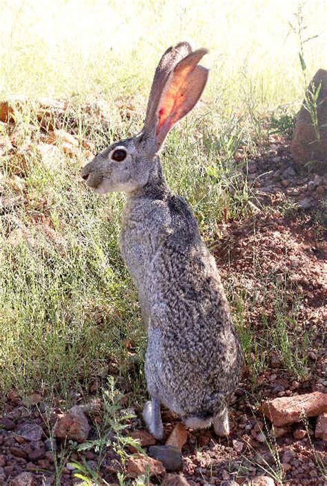 Mammals in Arizona during Focus On Nature Tours