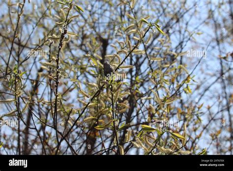 Pussy Willow Salix Discolor Plantae Stock Photo Alamy