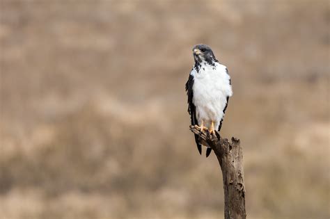 Bird Brown Cool Free Photo On Pixabay Pixabay