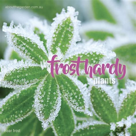 Frost Hardy Plants And Gardening Tips About The Garden Magazine