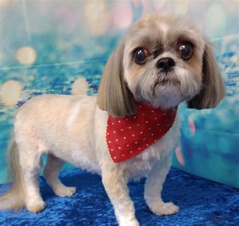 STEVE’S SMALL DOG GROOMING - Updated July 2024 - 76 Photos - 4366 ...