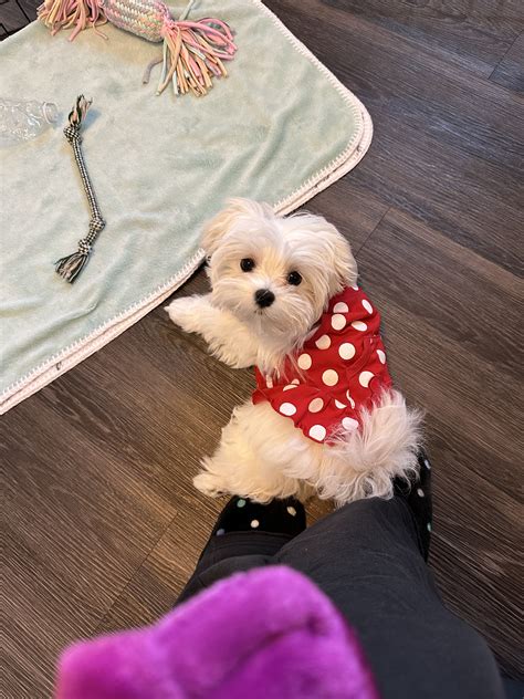 Meet Coco!! | Maltese Dogs Forum : Spoiled Maltese Forums