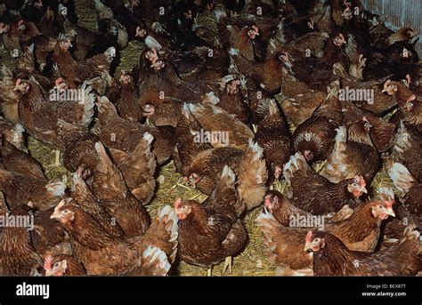 Chickens Intensive Livestock Farming Stock Photo Alamy