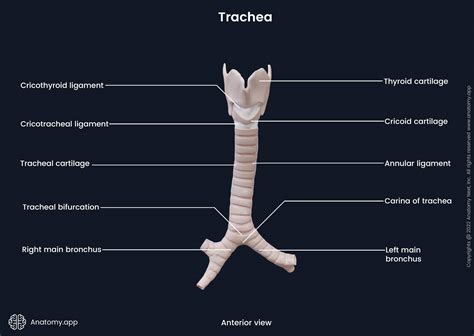Trachea | Encyclopedia | Anatomy.app | Learn anatomy | 3D models ...