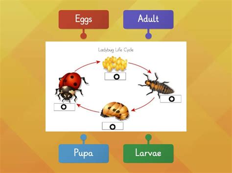 Beetle (Ladybug) Life Cycle (3rd Grade Science) - Labelled diagram