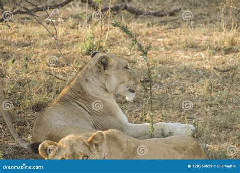 Stunning Panting Lionesses Closeup Portrait Kruger National Park