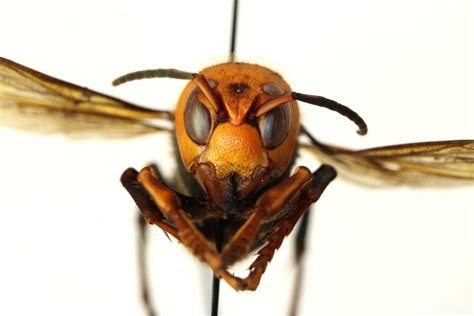 Asian Hornet Watch On The App Store