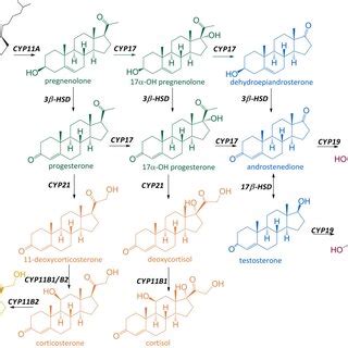 Pathway of steroidogenesis. Enzymes catalyzing each reaction are shown ... 