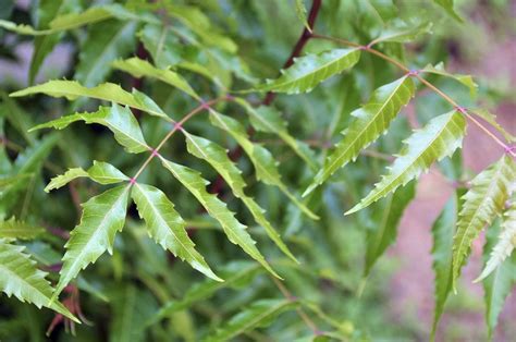 Neem Tree Growth And Care Learn About Neem Tree Benefits And Uses