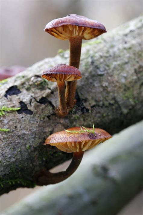 Baby Mushroom Sprouts Stock Photo Image Of Pile Mushrooms 4418360