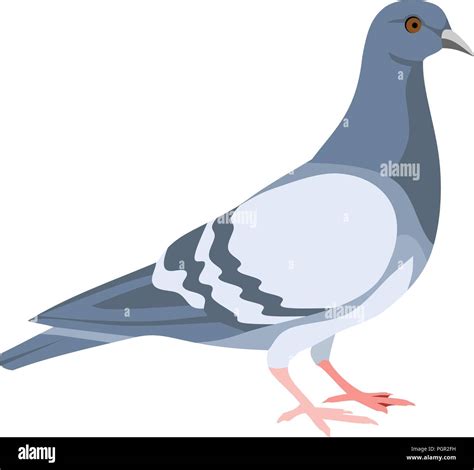 Pigeon Bird Animal Vector Stock Vector Image And Art Alamy