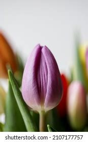 Flower Purple Tulip Looks Like Vagina Stock Photo Shutterstock