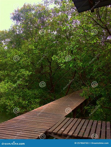 Hutan Laut Mangrove Editorial Image Image Of Hijau 257860765