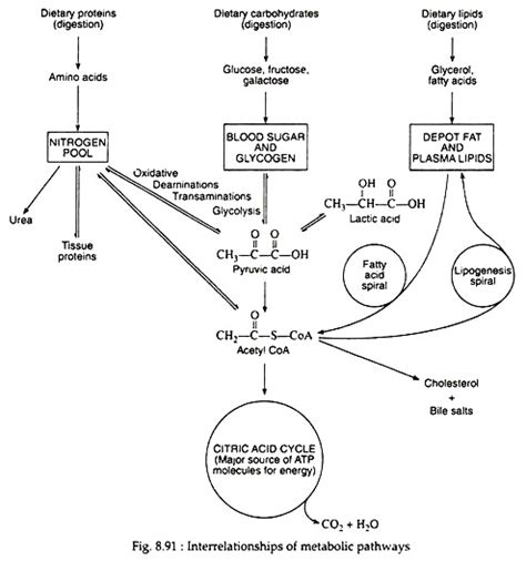 Interrelationships Of Metabolic Path­ways Biochemistry