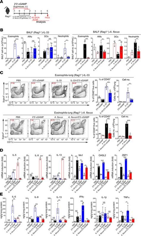 Sting Activation In Alveolar Macrophages And Group 2 Innate Lymphoid