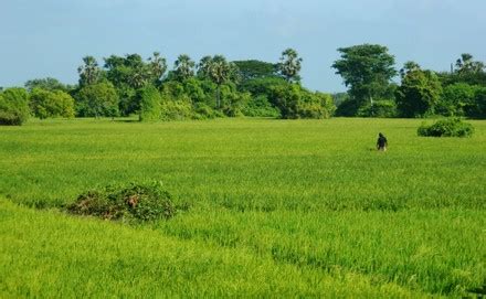 Anawilundawa Wetland Sanctuary Administered By Department Editorial