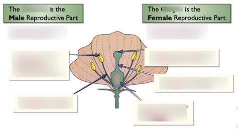 structure  flower  pollination diagram quizlet