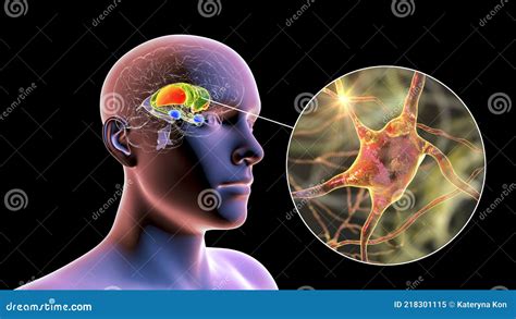 Brain Dorsal Striatum Anatomy, 3D Illustration Royalty-Free Cartoon ...