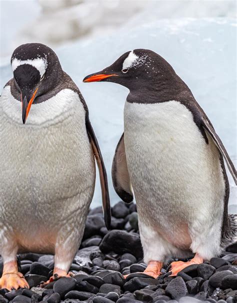 Pair Of Gentoo Penguins In Antarctica Where They Mate For Life Stock