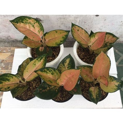 Jual Aglaonema Sultan Brunei Pancawati Shopee Indonesia