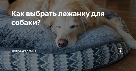 Как выбрать лежанку для собаки? | Догги Академия | Дзен