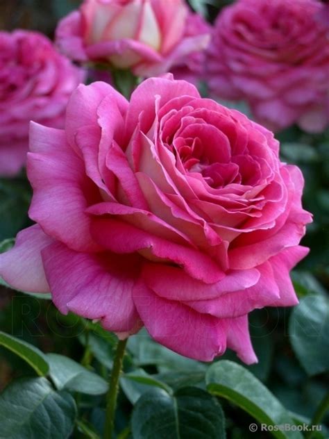 Кроненбург / Kronenbourg