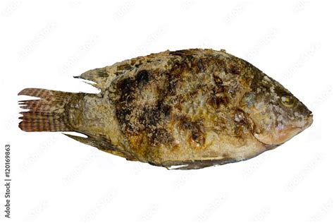 Salt Crusted Grilled Fish Horny Being Banged Pussy Grilled Fish With Salt Isolate With White