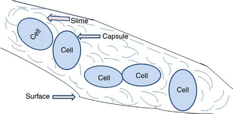 1: Diagrammatic Representation of Slime and Capsule on the Cell Surface... | Download Scientific ...