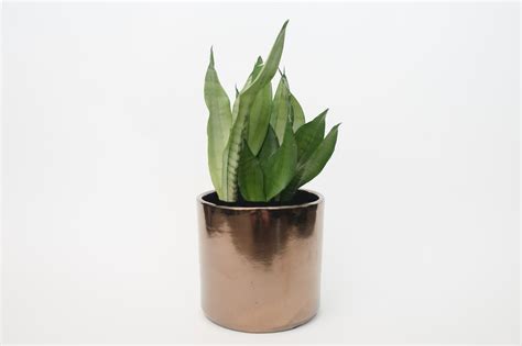 Сансевиерия муншайн - 74 фото