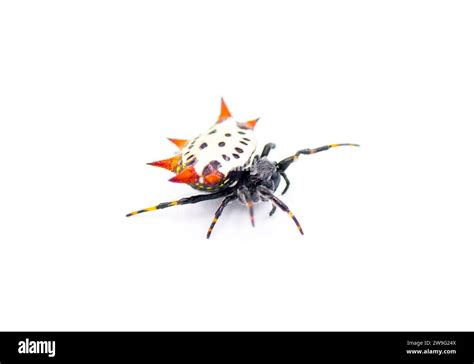Spiny Backed Orb Weaver Spider Gasteracantha Cancriformis Aka Crab