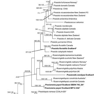 Phylogram Inferred From Maximum Likelihood Analysis Of The Rbc L