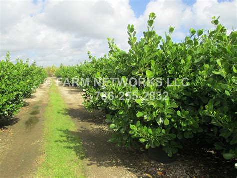 Clusia Hedge Plant 45 Gallon Florida Clusia Plants Nursery