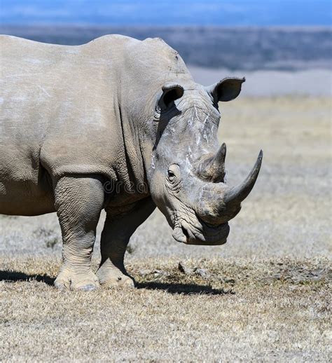 Rhinoceros stock photo. Image of planet, powerful, rhino - 61267868