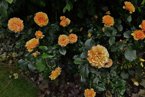 РОЗА Amber Queen / Rosa Amber Queen