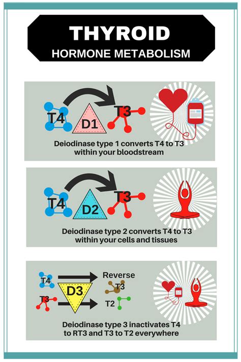 Thyroid Hormones T3 And T4