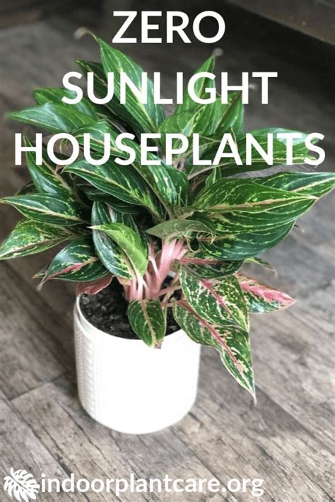 Low Light Houseplants Indoor Plant Care Houseplants Low Light Low Light House Plants