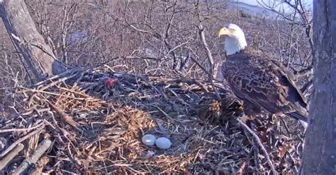 Hanover bald eagle cam is live