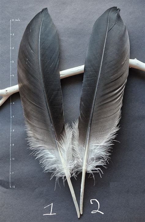 Naturally Molted Crane Feathers Cruelty Free Etsy