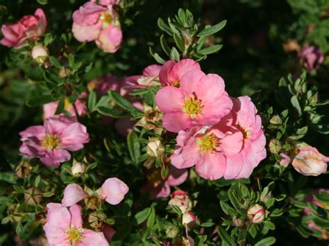 Лапчатка Пинк Квин (67 фото) - фото - картинки и рисунки: скачать бесплатно