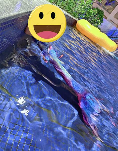 Girls Mermaid Tail Swim Dress Princess Bikini Cosplay With Optional Monofin Outlettrends