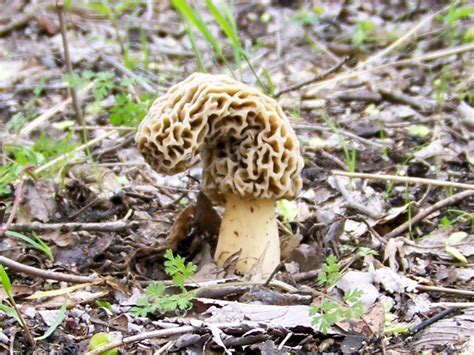 About The Great Morel