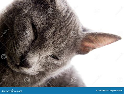 Russian Blue Shorthair