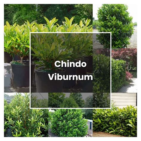 How To Grow Chindo Viburnum Plant Care And Tips Norwichgardener