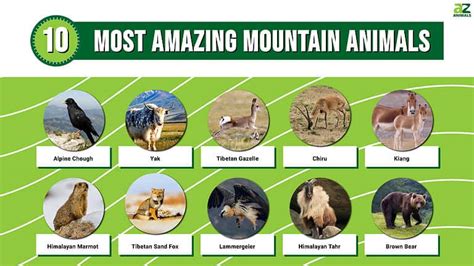 The 10 Most Amazing Mountain Animals - A-Z Animals