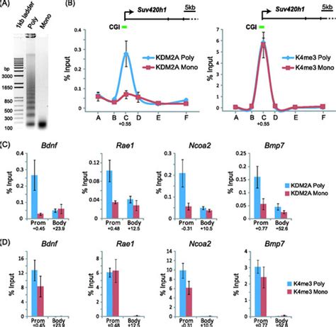 Full Article Recognition Of Cpg Island Chromatin By Kdm2a Requires